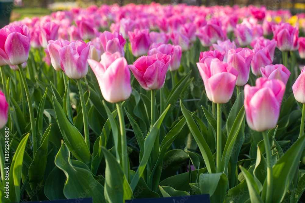 beautiful colorful tulip flowers are growing in the garden beautiful colorful tulip flowers are growing in the garden