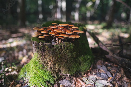 inedible mushrooms grow from a tree stump in the forest photo