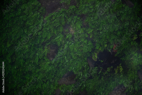 Lush green leaves sway underwater in a river, creating a serene, fluid pattern. The gentle currents shape the vibrant foliage over the rocky riverbed. photo