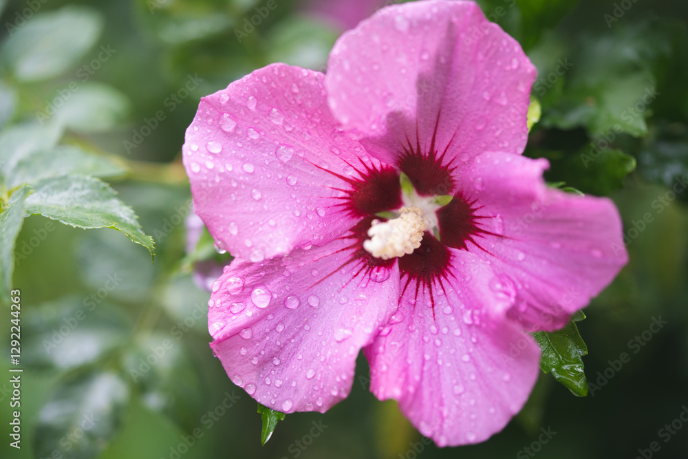 beautiful purple hibiscus flowers on a bush