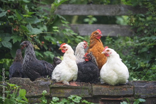 beautiful chickens and roosters outdoors in the yard