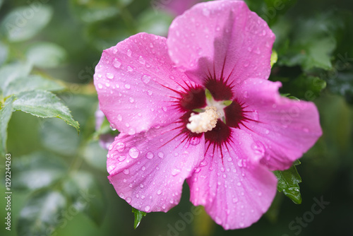 beautiful purple hibiscus flowers on a bush