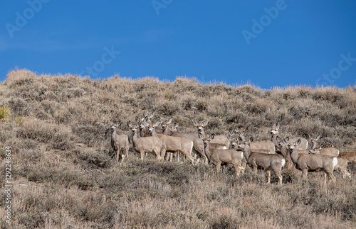 herd of mule  deer