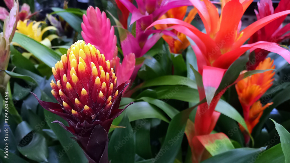 Obraz premium Beautiful botanical background. Red flowers close-up. Bromeliads. Tropical flowers.
