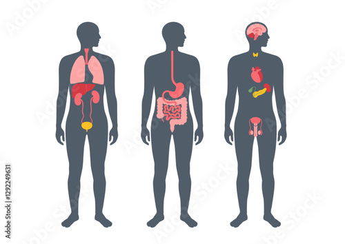 Human internal organs