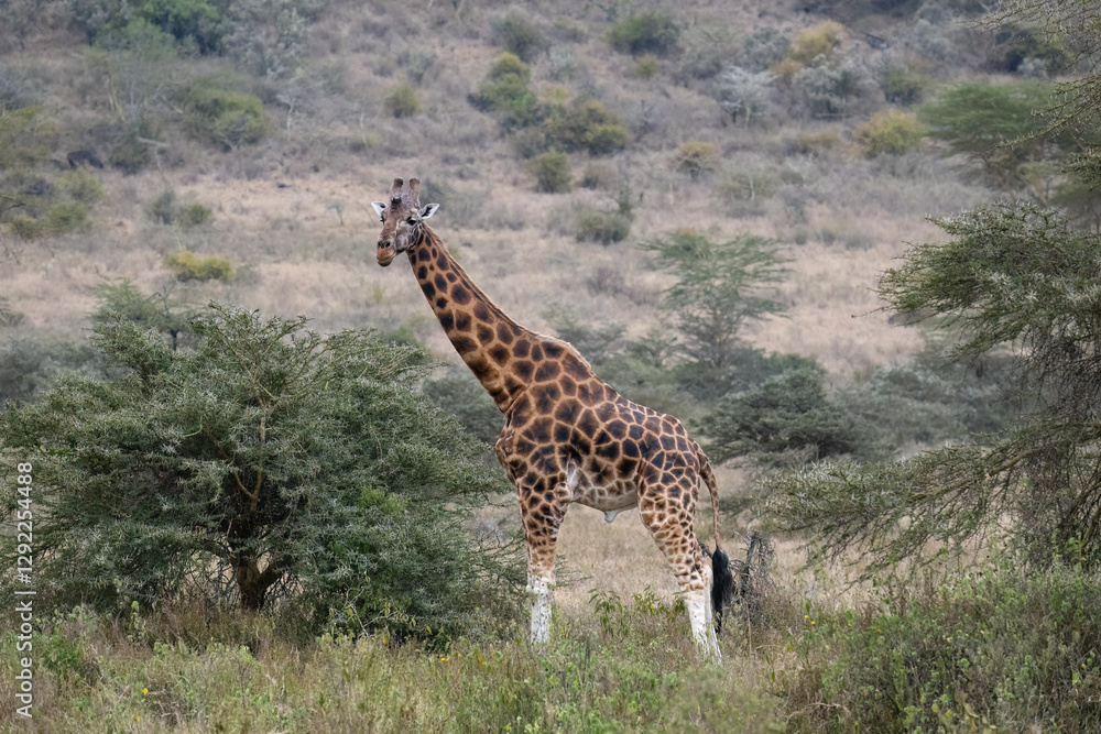 Fototapeta premium Rothschild’s Giraffe standing tall in the open grasslands, showcasing its patterned coat