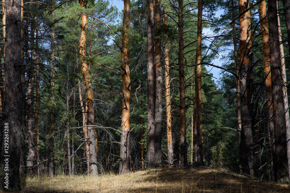 Fototapeta premium Sunlight filters through towering pine trees in a serene forest landscape during late afternoon
