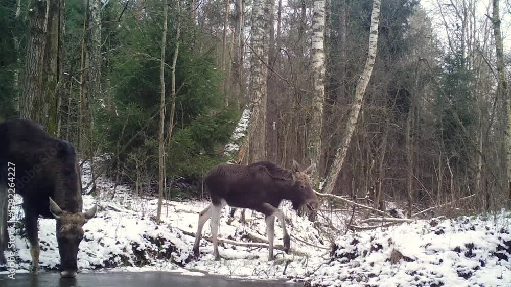 Two European moose (Alces alces) approaching the watering hole; winter, Belarus Two European moose (Alces alces) approaching the watering hole; winter, Belarus