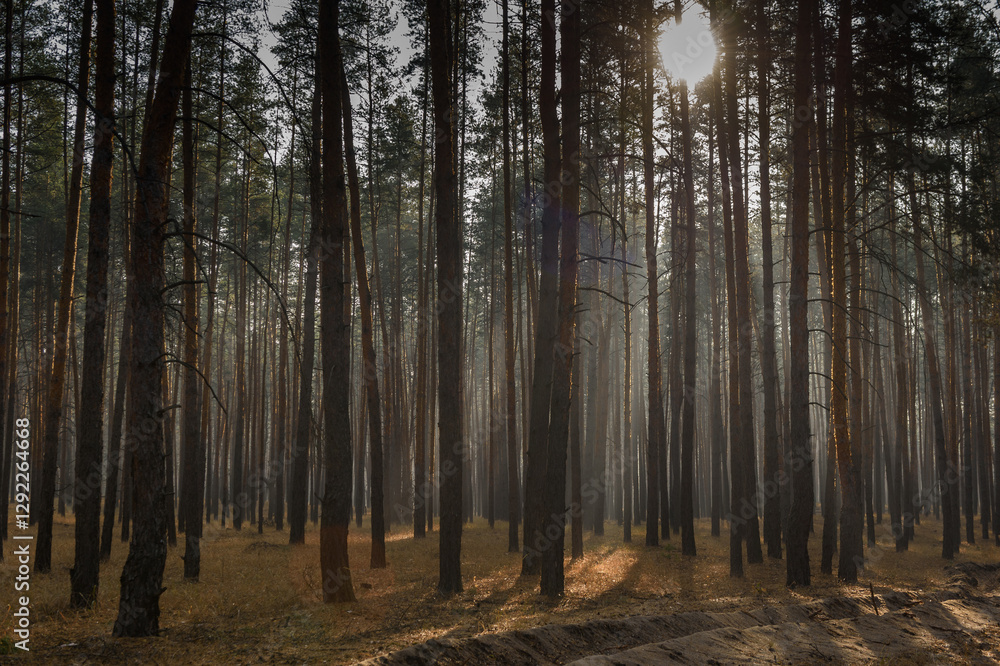 Obraz premium Sunlight filters through towering pines in a tranquil forest during early morning hours