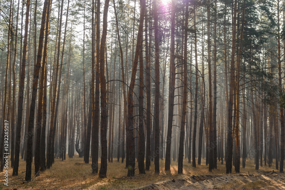 Misty forest bathed in soft sunlight creates an enchanting atmosphere of tranquility in early morning hours Misty forest bathed in soft sunlight creates an enchanting atmosphere of tranquility in early morning hours
