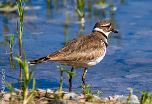 kildeer next to the river