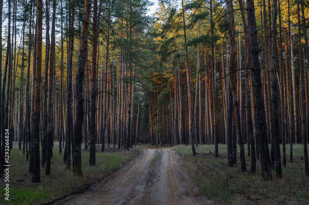 Fototapeta premium Serene pathway through a tall pine forest at dusk inviting peaceful exploration and nature immersion
