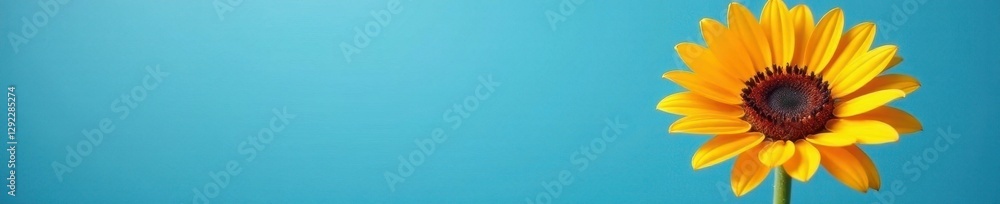 Obraz premium Single orange sunflower, striking contrast against a calming blue , orange, single