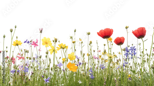 Fototapeta Naklejka Na Ścianę i Meble -  Vibrant wildflower meadow featuring red poppies, yellow cosmos, and blue blooms against transparent background, capturing seasonal garden essence