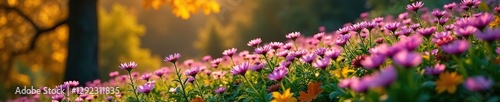 Asters in full bloom amidst fall foliage on a hillside, tree branches, greenery, autumn leaves