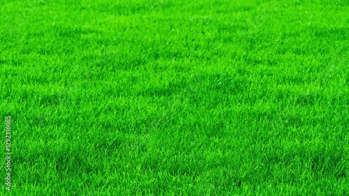 Pan shot camera on green grass background. Close-up view of the green grass.