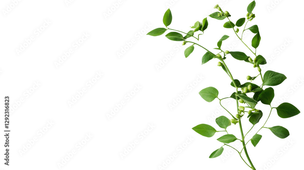 branch with green leaves isolated on white background branch with green leaves isolated on white background