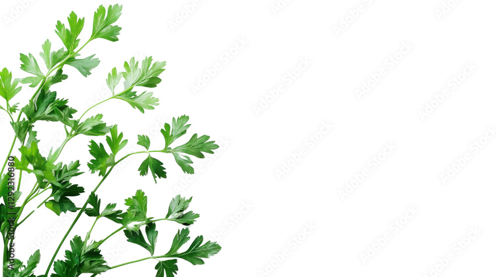 green grass border isolated on white background green grass border isolated on white background