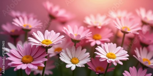 Close-up view, many pink and white daisies, bright light , bloom, macro, spring