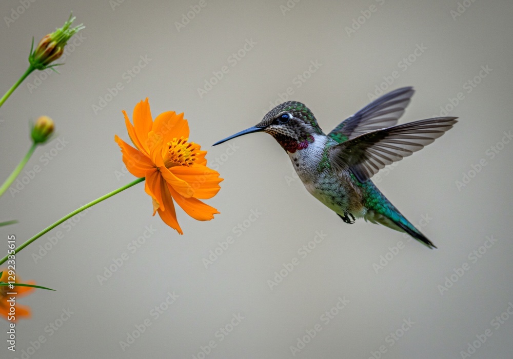 Fototapeta premium High-speed capture of a hummingbird hovering near a vibrant flower