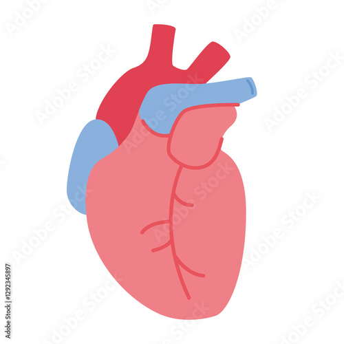 Human heart organ vector image, flat icon design illustration, human heart clip art, clip art hearts, design elements for cardiology clinic