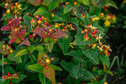 Hypericum androsaemum, commonly known as tutsan, features vibrant berries in shades of red and yellow, enhancing the beauty of a lush garden during the summer season