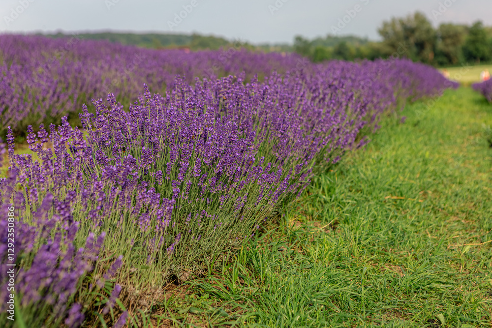 Naklejka premium Rows of vibrant purple lavender flowers are blooming in a field, creating a picturesque scene with a grassy path alongside, evoking the tranquility of summertime in nature
