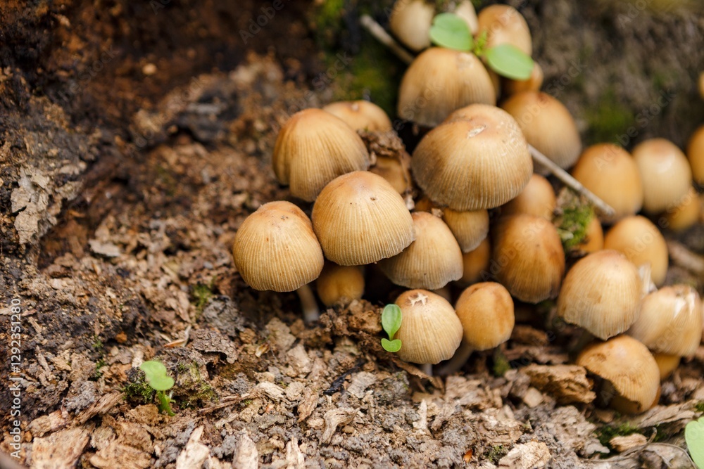 Cluster of mushrooms thriving on decaying wood in a tranquil forest, forming a captivating natural scene rich in detail and showcasing the beauty of the ecosystem Cluster of mushrooms thriving on decaying wood in a tranquil forest, forming a captivating natural scene rich in detail and showcasing the beauty of the ecosystem