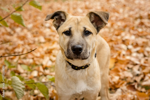 Portrait of a cute black mouth cur playing in autumn leaves