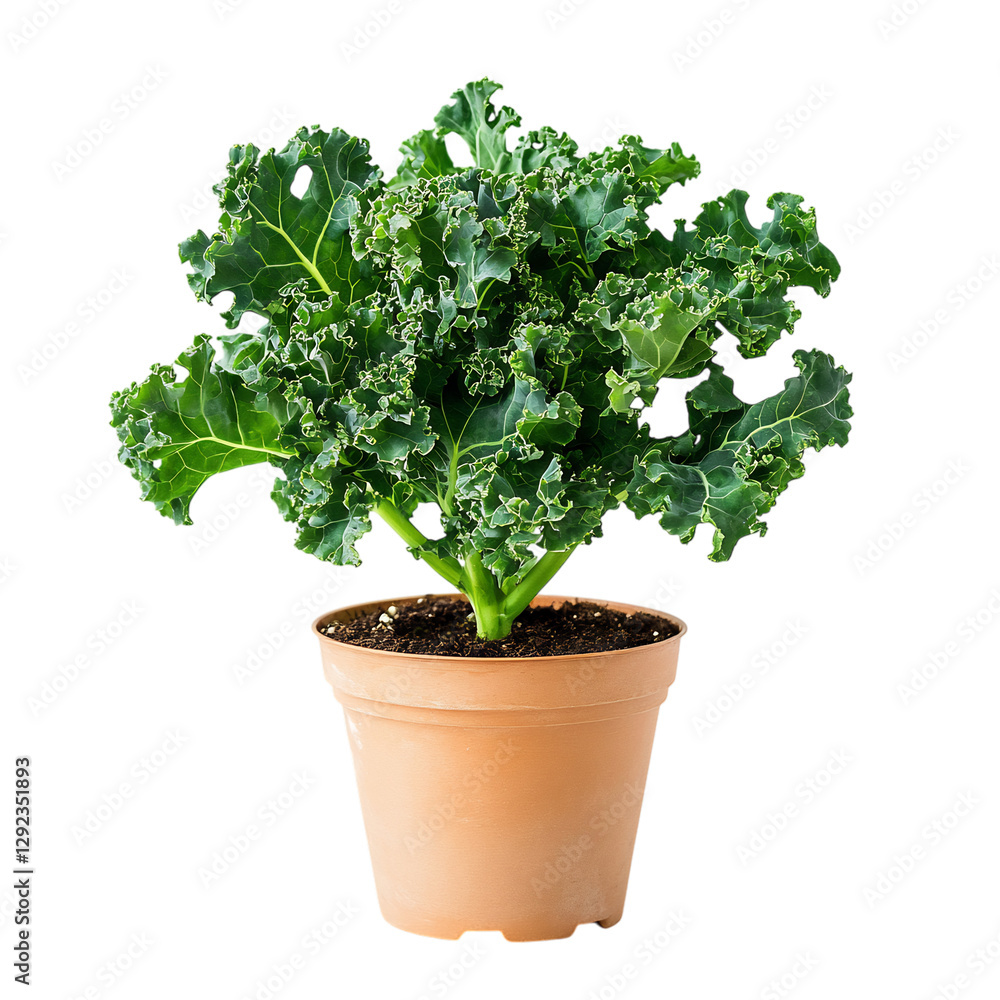 A Small Potted Kale Plant with Dark Green Curly Leaves Isolated on Transparent Background A Small Potted Kale Plant with Dark Green Curly Leaves Isolated on Transparent Background