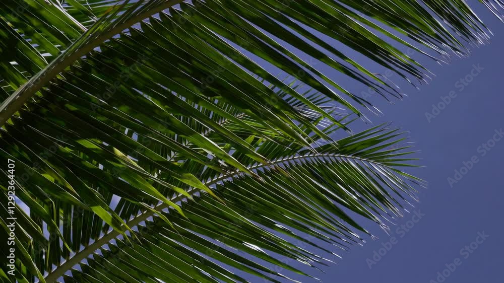 Green palm tree leaves against clear blue sky, vibrant nature and tranquility concept Green palm tree leaves against clear blue sky, vibrant nature and tranquility concept