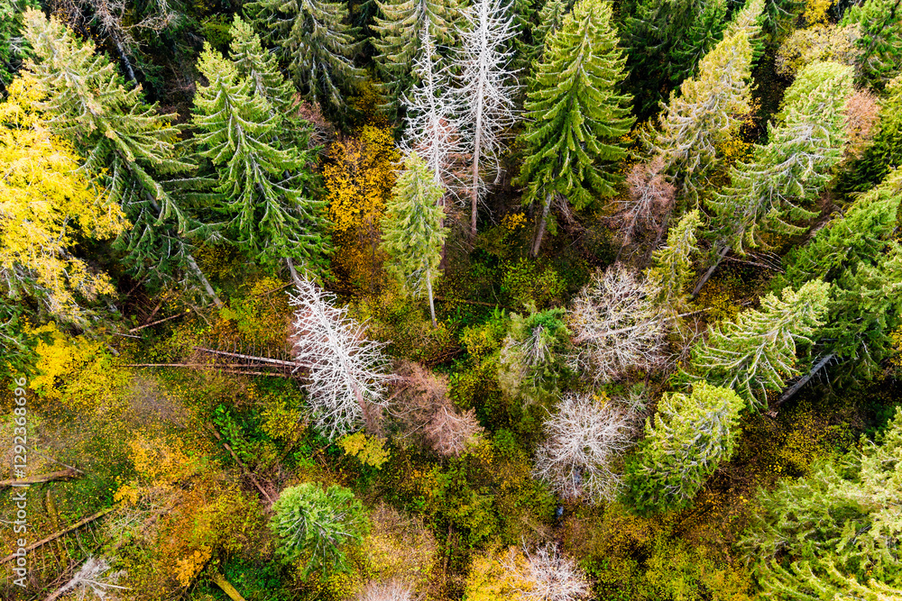Yellow-green autumn forest with growing spruce trees, bird's eye view Yellow-green autumn forest with growing spruce trees, bird's eye view