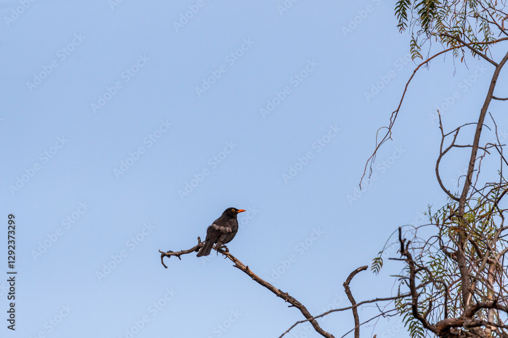 Turdus merula pertenece a la familia Turdidae. Turdus merula pertenece a la familia Turdidae.