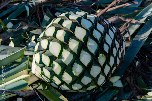 Agave tequila plant - Blue agave landscape fields in Jalisco, Mexico	
