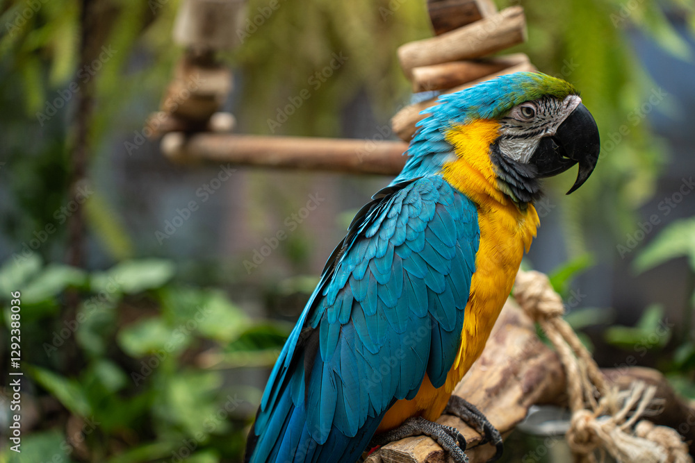 Fototapeta premium blue parrot, big parrot