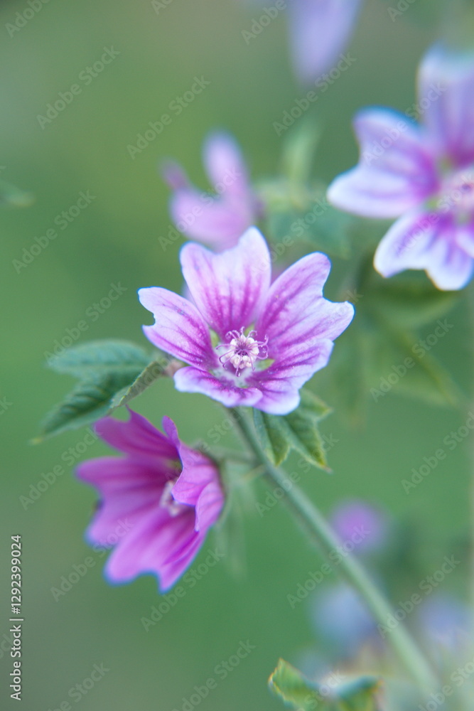 Wild mallow - Althaea officinalis, Malva sylvestris in bloom, Mallow plant with lilac pink flowers, ornamental and medicinal plant Wild mallow - Althaea officinalis, Malva sylvestris in bloom, Mallow plant with lilac pink flowers, ornamental and medicinal plant