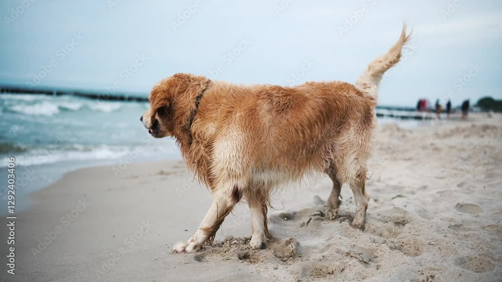 Happy, Adorable Golden Retriever Plays On A Sandy Beach, Shakes Off After Swimming Happy, Adorable Golden Retriever Plays On A Sandy Beach, Shakes Off After Swimming