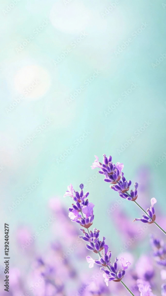 Fototapeta premium Lavender elegance in vertical composition for aromatherapy and decor