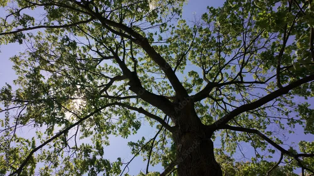The sun shines brightly through the branches and leaves of a green tree. Spring time season. The sun shines brightly through the branches and leaves of a green tree. Spring time season.