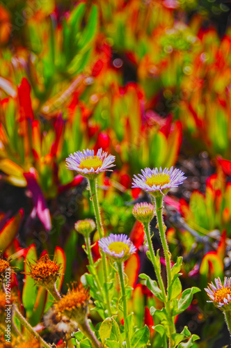 HDR wild flowers
