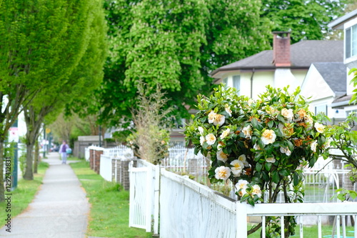 Suburban Serenity in Bloom