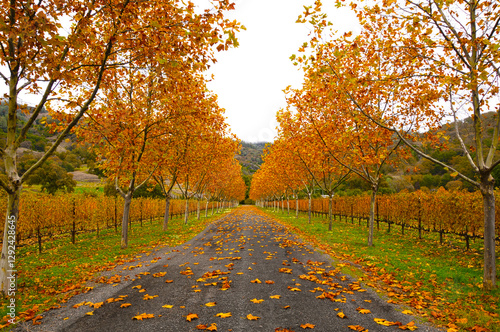 HDR Fall Driveway & Winery