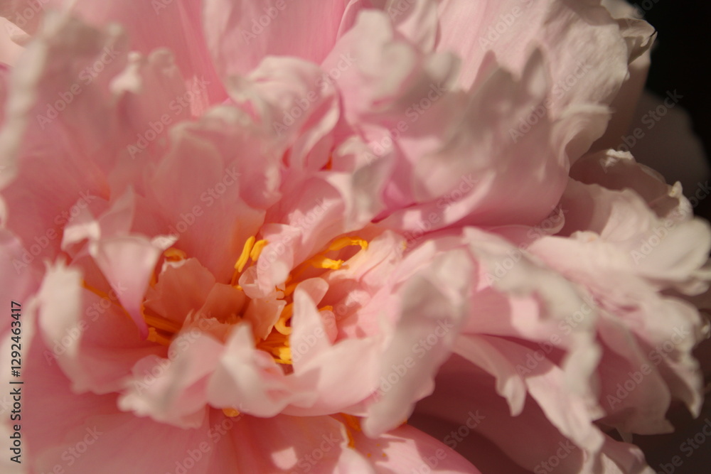 Fototapeta premium close up of pink peony