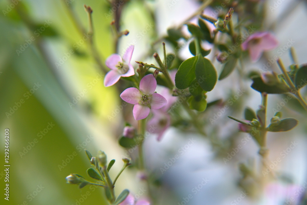 Obraz premium Boronia creculata in bloom, bush with pink flowers