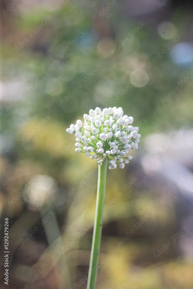 Onion flower, Allium Giganteum, in the garden Onion flower, Allium Giganteum, in the garden