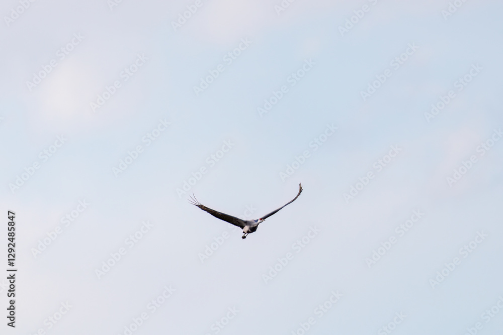 飛翔する美しく大きなカナダヅル(ツル科)
英名学名:Sandhill Crane, Grus canadensis
栃木県栃木市渡良瀬遊水地-2025
飛翔する美しく大きなカナダヅル(ツル科)
英名学名:Sandhill Crane, Grus canadensis
栃木県栃木市渡良瀬遊水地-2025