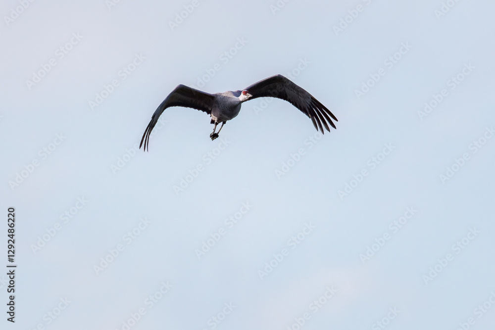 飛翔する美しく大きなカナダヅル(ツル科)
英名学名:Sandhill Crane, Grus canadensis
栃木県栃木市渡良瀬遊水地-2025
飛翔する美しく大きなカナダヅル(ツル科)
英名学名:Sandhill Crane, Grus canadensis
栃木県栃木市渡良瀬遊水地-2025