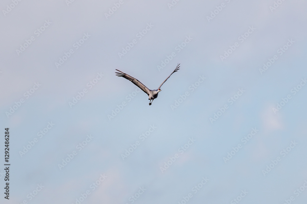 飛翔する美しく大きなカナダヅル(ツル科)
英名学名:Sandhill Crane, Grus canadensis
栃木県栃木市渡良瀬遊水地-2025
飛翔する美しく大きなカナダヅル(ツル科)
英名学名:Sandhill Crane, Grus canadensis
栃木県栃木市渡良瀬遊水地-2025
