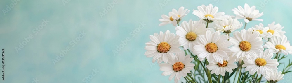 Obraz premium Beautiful white daisies in a gentle setting with a soft blue background.