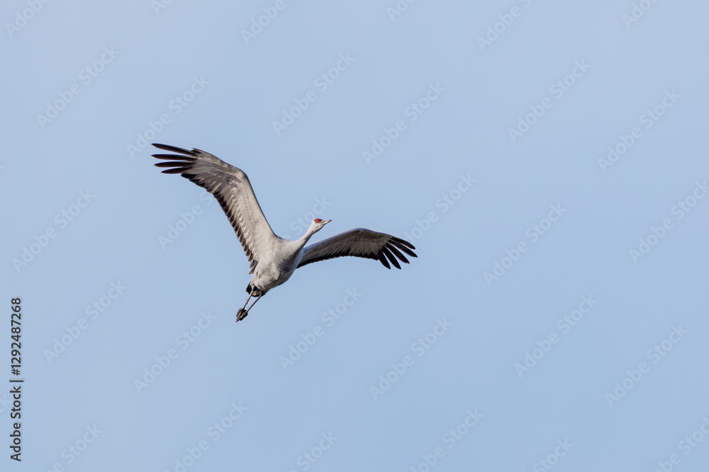 飛翔する美しく大きなカナダヅル(ツル科)
英名学名:Sandhill Crane, Grus canadensis
栃木県栃木市渡良瀬遊水地-2025
飛翔する美しく大きなカナダヅル(ツル科)
英名学名:Sandhill Crane, Grus canadensis
栃木県栃木市渡良瀬遊水地-2025